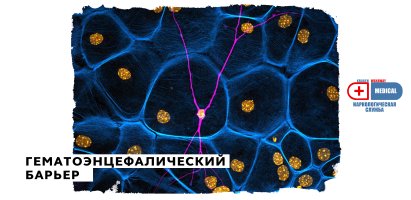 Гематоэнцефалический барьер.jpg Гематоэнцефалический барьер.jpg
