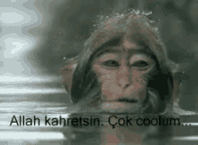 komik-maymun-cool.gif