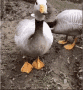 Мимимишная дичь.gif