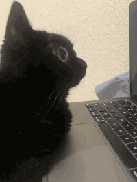 jinx-the-cat-jinx.gif