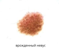 род2.jpg род2.jpg